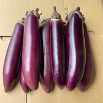 Chongqing fresh eggplant Fresh vegetables purple eggplant long eggplant Fresh eggplant 5 pounds of freshly picked local edible eggplant