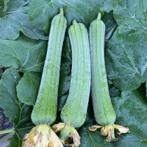 Fresh silk melon farmhouse open planting tender strips of tender melon Chongqing tender vegetable melon green leather edible silk melon vegetables 2 catties 5 catty