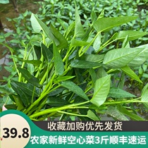 Cabbage fresh tender tip 3 pounds now pick rattan rattan Sichuan farm vegetables apron bamboo leaf vegetables macaroni eat