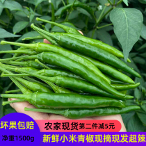 Special spicy fresh Chaotian pepper Green millet pepper sharp pepper Rice pepper stir-fried food seasoning is now picked and super spicy 5 pounds