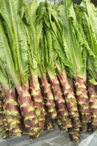 Sichuan Chongqing local green leaf tip small lettuce lettuce red peel lettuce lettuce lettuce lettuce lettuce lettuce fresh 3 catty packs of 5 catty