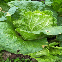 Chongqing seasonal farmers fresh vegetables big cabbage open-air planting now dig now pick now 3 pounds 5 pounds of edible agricultural products