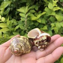 Natural conch shell green snail Green salamander snail shellfish Hermit crab replacement shell fish tank aquarium landscaping ornaments large