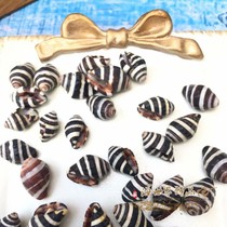 Natural zebra snail shell conch wing flower Wheat snail E snail specimen collection Fish tank Mediterranean drift bottle crafts