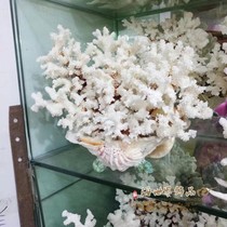 White coral ornaments Bonsai home decorations Wedding Mediterranean cauliflower natural shell conch aquarium large