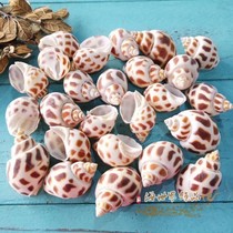 Dongfeng snail shell spotted snail natural shell conch fish tank landscaping decorative roll shellfish Hermit crab shell replacement shell