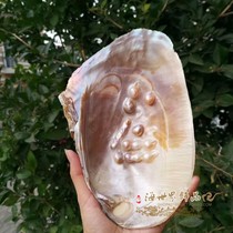 ins The same photo props Mother-of-pearl plate Mussel natural large shell conch specimen jewelry soap box