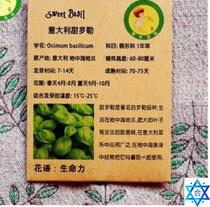 Sweet basil Seeds Bonsai Flower for Indoor Rooms Seed罗勒种