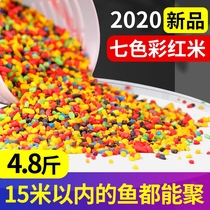 Fishing dry three-color wine rice black fish autumn and winter Four Seasons rice crushed rice crucian carp