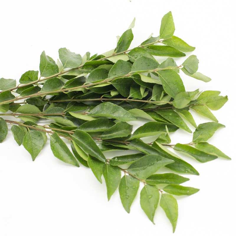 新鲜咖喱叶 新鲜香草 料理香料 新鲜香料 100g