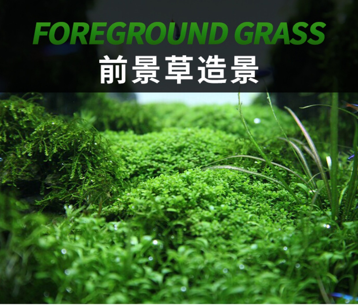前景水草 矮珍珠迷你矮柱叉花天湖葵 水族箱草缸造景前景草真水草