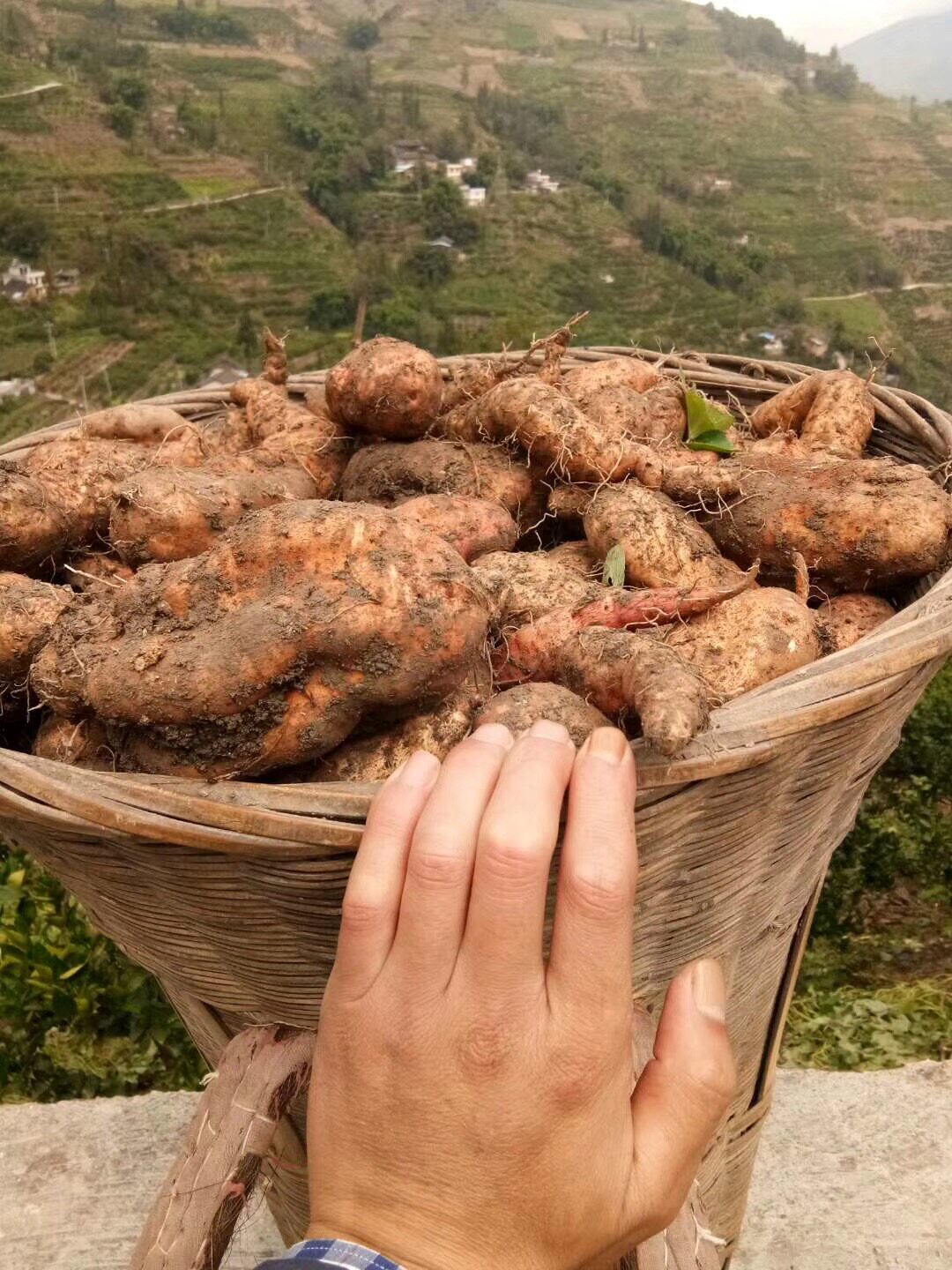 四川雅安特产汉源坛子肉罐罐肉五花肉袋装油底油坛肉即食500克