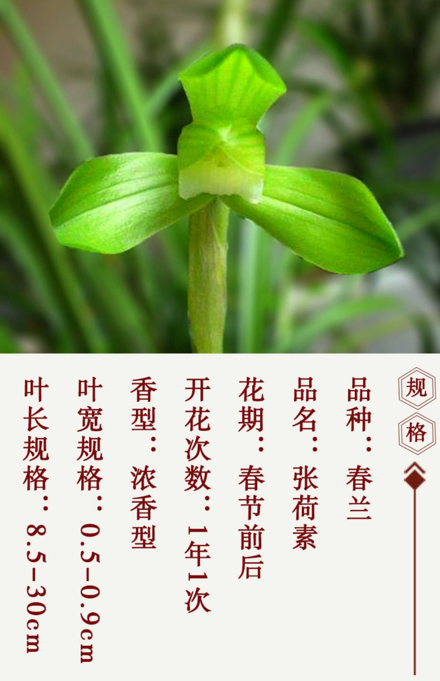 兰花苗春兰张荷素四季兰草浓香花卉室内阳台观花叶盆栽植物好养
