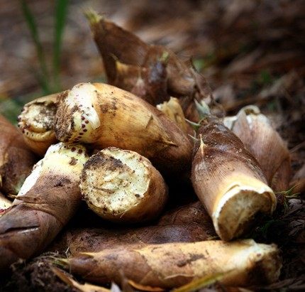 黄山特产野生毛竹笋尖纯天然农家干货散装新鲜竹笋500g小笋干菜春