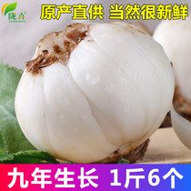 (1 catty 6 pcs)Fresh lily Lanzhou fresh lily Gansu native farm sulfur-free edible sweet lily