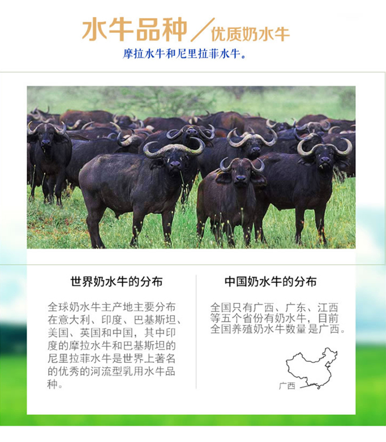 桂牛 莫丽尼菲200ml*12/箱水牛纯牛奶