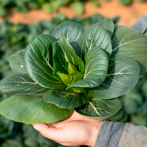 上海青苏州青菜籽种子小青菜种籽油菜