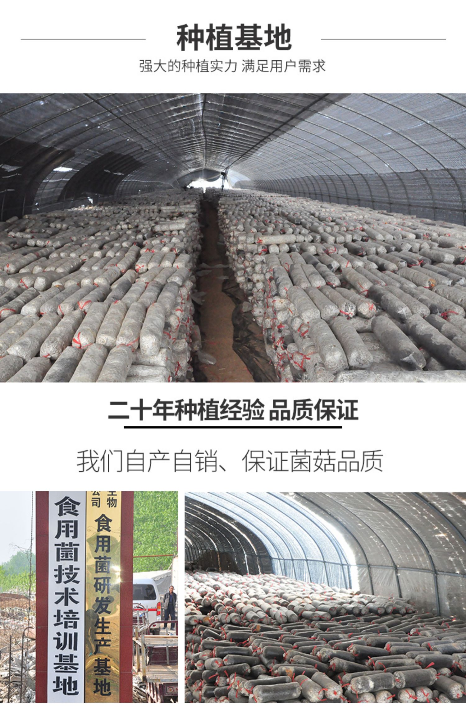 蘑菇种植包木耳菌棒灵芝平菇菌包鸡纵菌菌种家庭种植食用菌菇种子