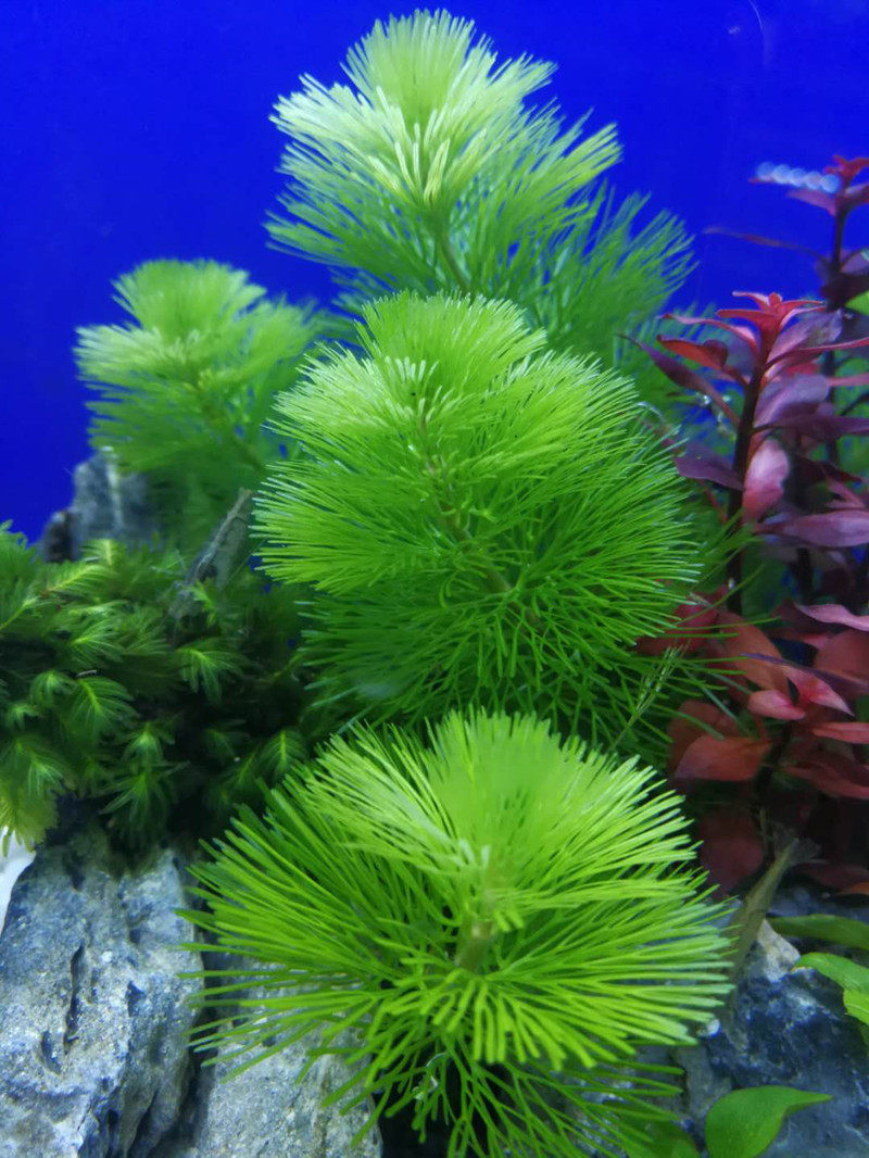 后景水草阴性水草植物活增氧有茎类鱼缸草缸造景套餐新手无需co2