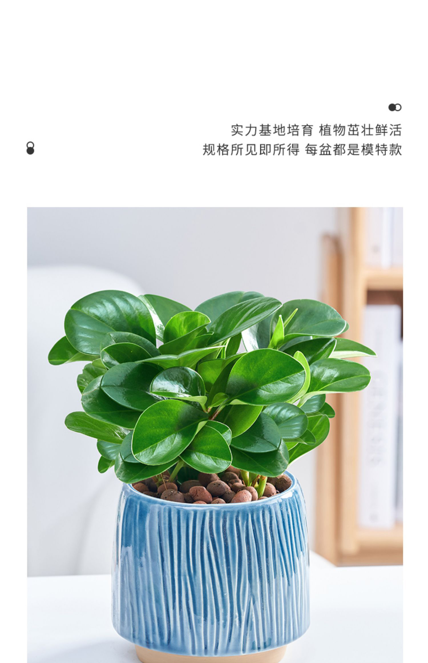 豆瓣绿碧玉盆栽绿植四季常青桌面宝贝净化空气美观绿叶室内好养活