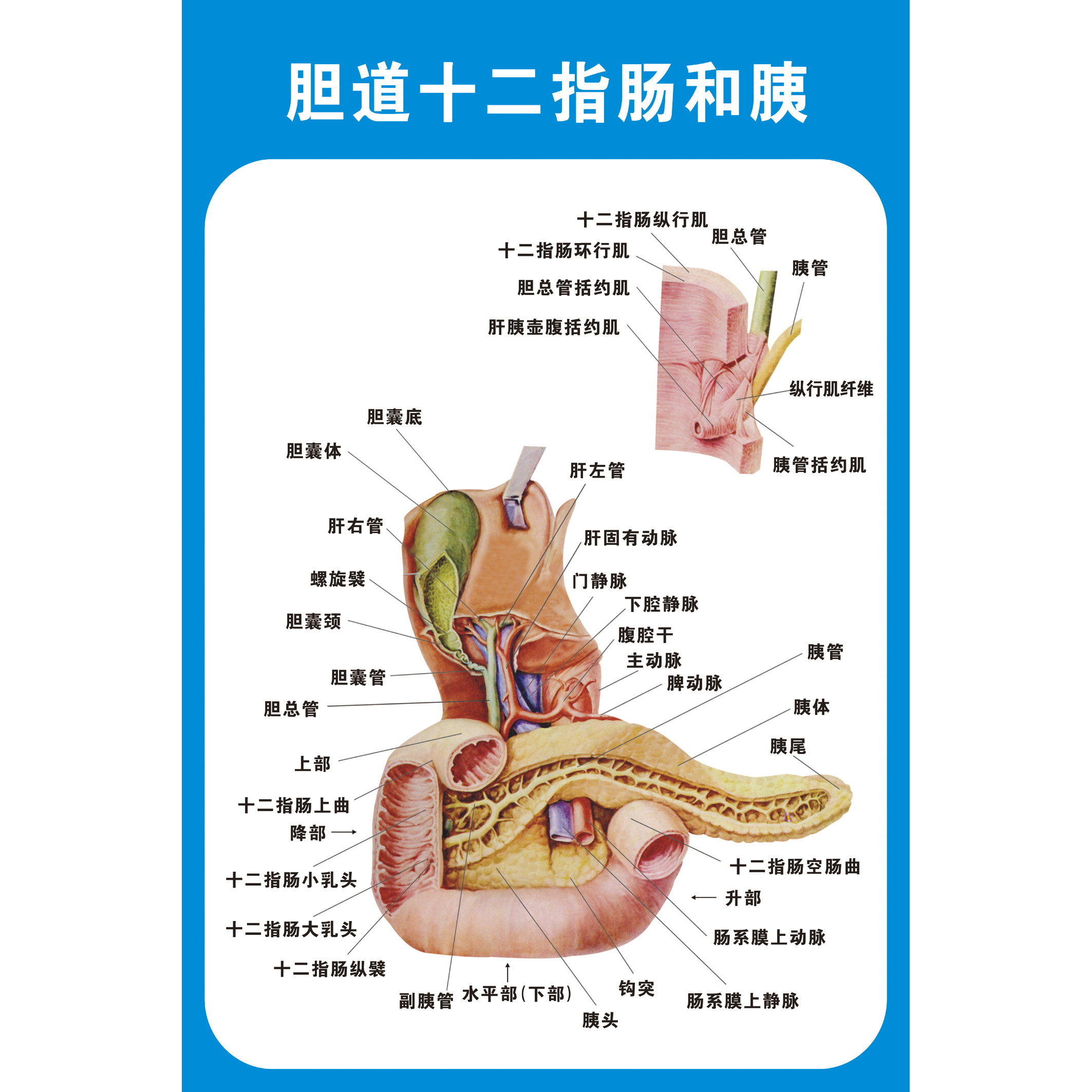 胆道十二指肠胰肛肠科痔疮人体器官解剖疾病图医学宣传知识海报