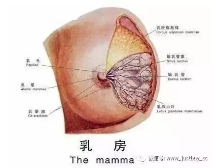 乳癖的症状及图片图片