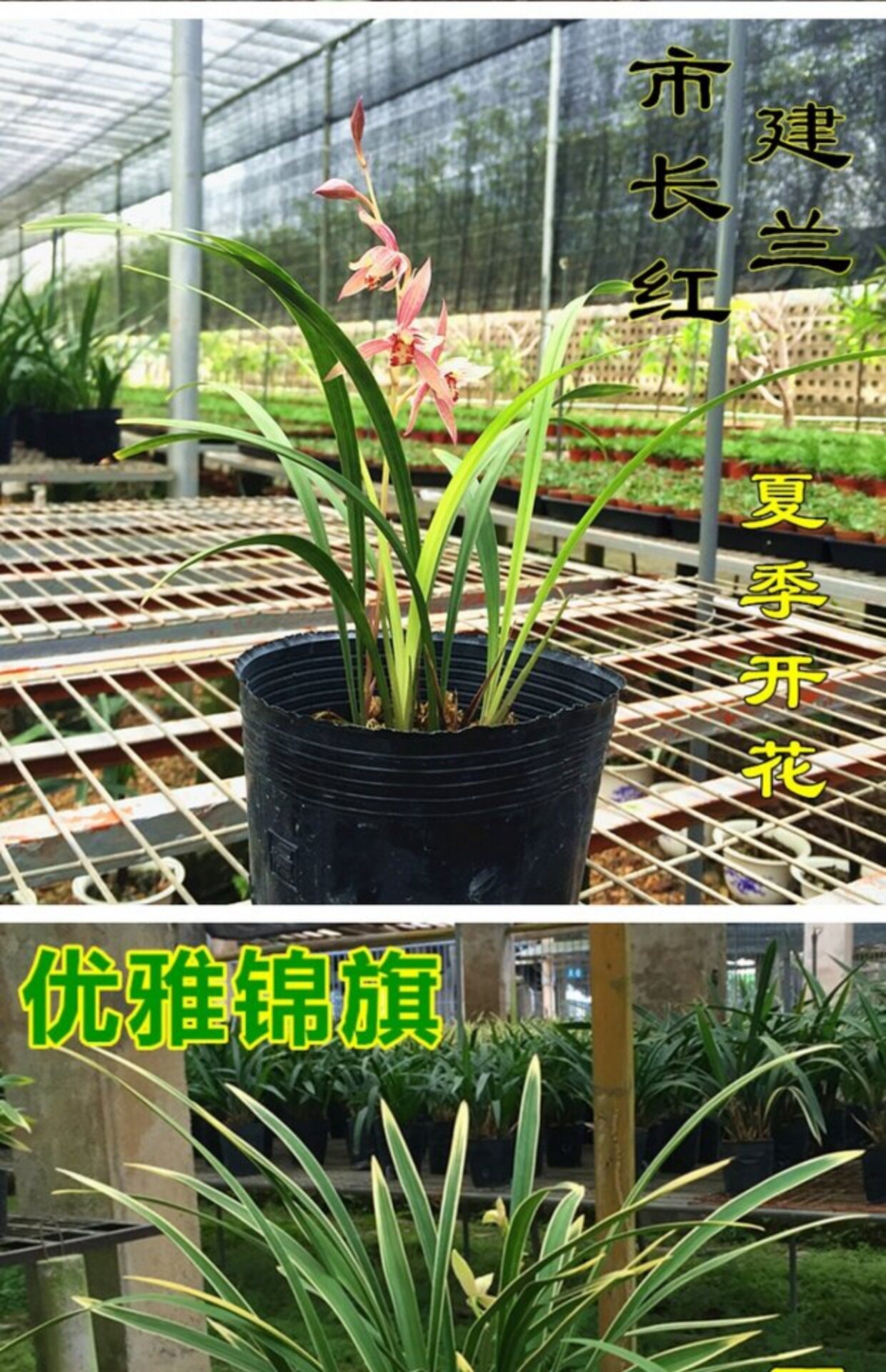 兰花苗建兰四季兰状元红兰花冬夏带浓香花苞室内绿植花卉盆栽植物