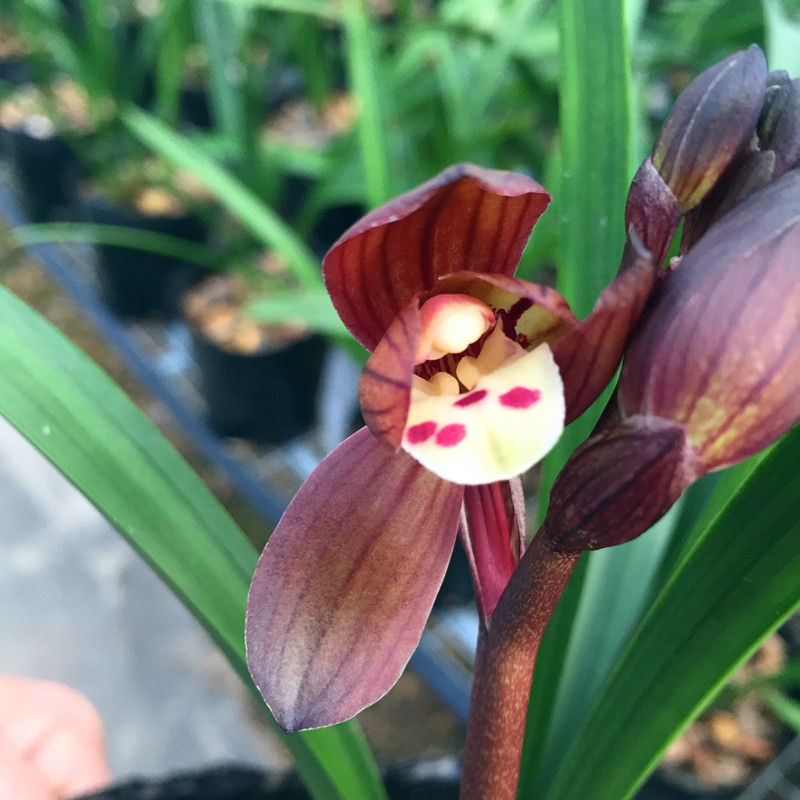 精品荷瓣兰花苗典富贵红荷春带浓香花苞室内花卉绿植盆栽