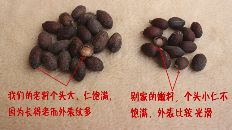 广西野生葵扇子粉 葵树籽 粉 蒲葵籽 葵树子 2斤包邮