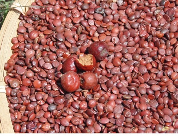 山东野生酸枣仁 正品国产野生酸枣仁山枣仁炒酸枣仁粉助眠茶200_7折