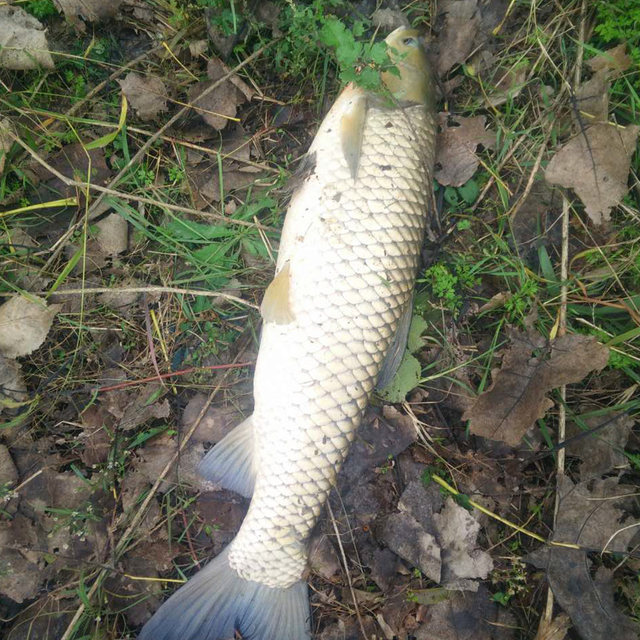 Lure ຫຍ້າ carp ເຂົ້າໄປໃນຢາການຫາປາ Crazy, black pit grass carp bait, granules band ຢາງພາລາ, ອຸປະກອນການຮັງ, additive ພິເສດສໍາລັບການຫາປາປ່າທໍາມະຊາດ carp ຫຍ້າ