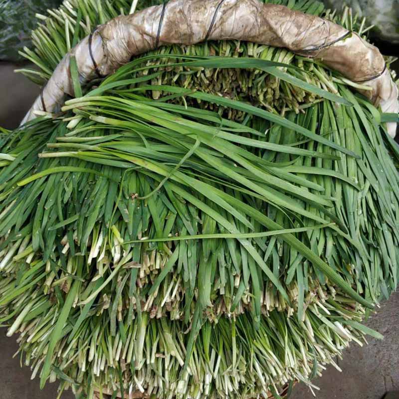 多地包邮 宝应土韭菜 红根宽叶每天现割 新鲜1000克两斤
