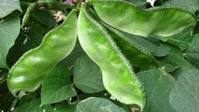 小声告诉你,鹅眉豆二种做法,吃过忘不了