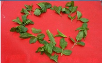 Fresh mint leaf tea drink coffee companion mint leaf 250g