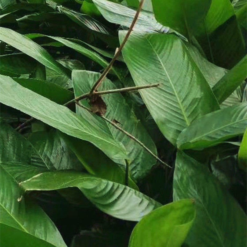 海南白沙粽子叶新鲜湿粽叶现摘现发50片大号海南儋州非广西