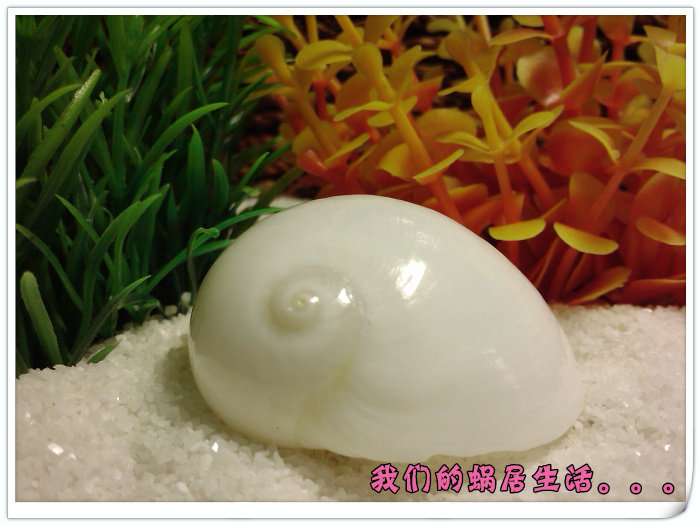【白玉螺-蜗居天下】2-5cm寄居蟹替换壳 专用衣服 天然海螺贝壳