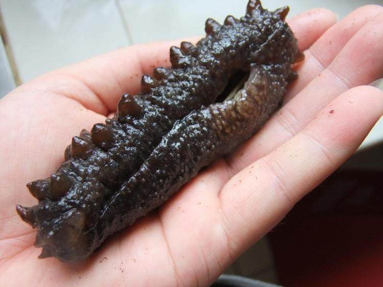 米刺参雪参进口土耳其野生欧洲海参淡长崎北极冰岛海参干货克