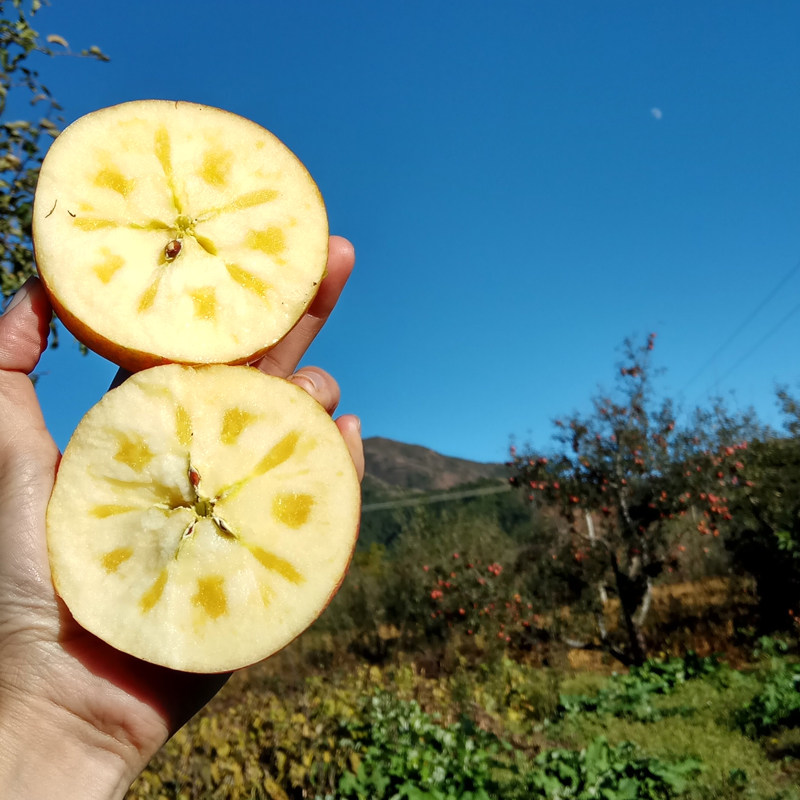 儿时记忆的味道 四川大凉山盐源野生糖心苹果 丑果 不套袋不打蜡