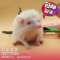 African mini hedgehog live animals send caged pets live animals Small well-kept dorm Hedgehog live animals have been vaccinated