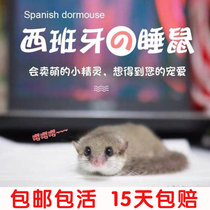 Spanish dormouse pups live vaccine Thumb rat mini pet Primary school children pet package live