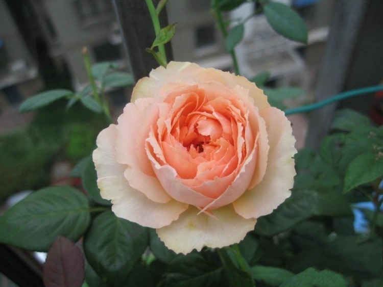 欧月 切包月季花苗 萨尔曼莎 花型精致 花朵超大 开花勤快长势好