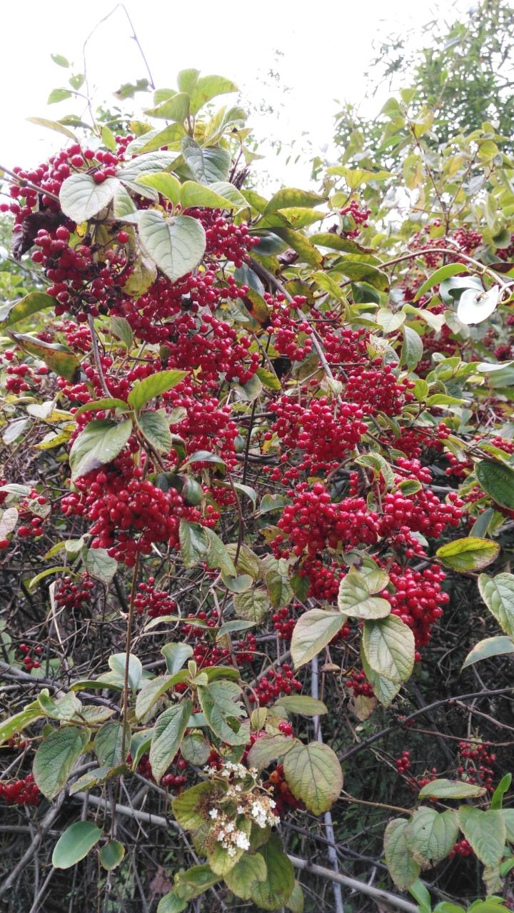 野生山萸肉树苗 野生山茱萸树苗 盆景苗木 生桩 下山桩,花卉树桩