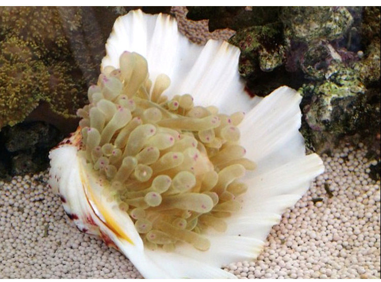 佛手贝天然大贝壳海螺工艺品居家装饰品花盆家居摆件多肉盆栽