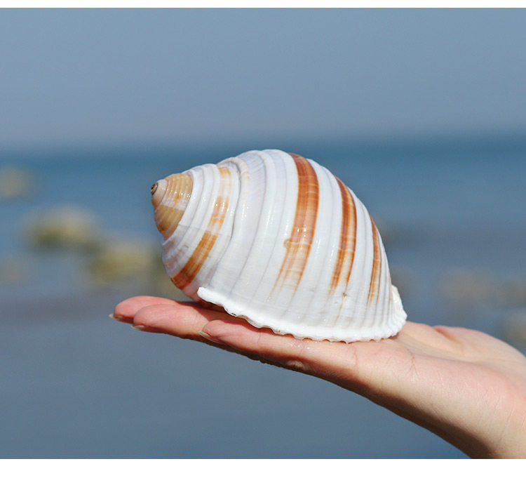 琴螺天然贝壳海螺多肉花盆摆件道具卷贝鱼寄居蟹替换壳鱼缸造景