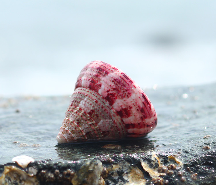 红塔螺珍珠马蹄塔螺天然贝壳海螺鱼缸造景卷贝鱼寄居蟹用壳标本螺