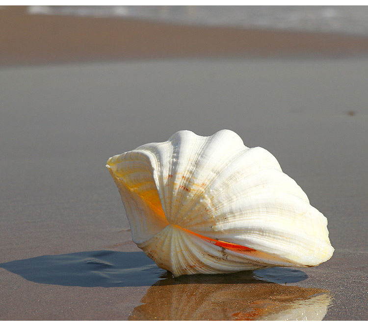 佛手贝天然大贝壳海螺工艺品居家装饰品花盆家居摆件多肉盆栽