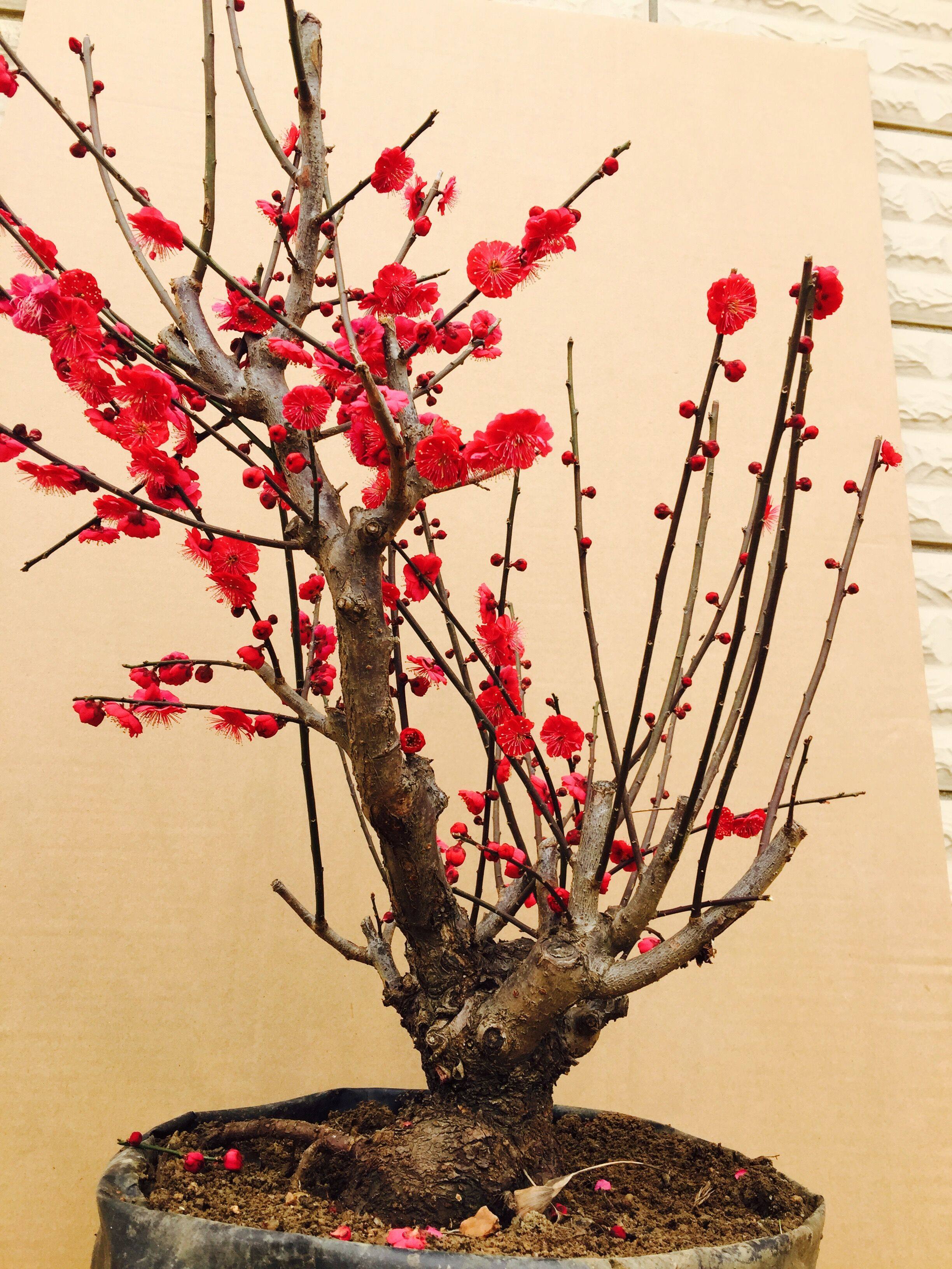 红梅盆景树桩实物腊梅红梅树苗乌梅绿梅朱砂梅室内绿植盆栽包邮