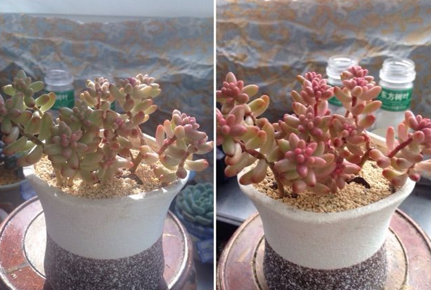变了颜色的虹之玉锦