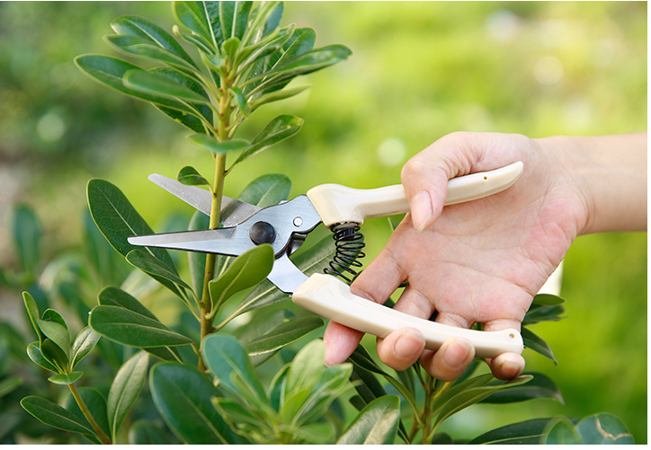 修剪树枝剪刀园林园艺工具多功能家用粗枝果树省力植物修枝修花剪