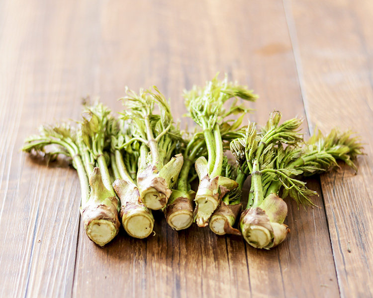 雷公根种植_碧根果种植_玉根头种植